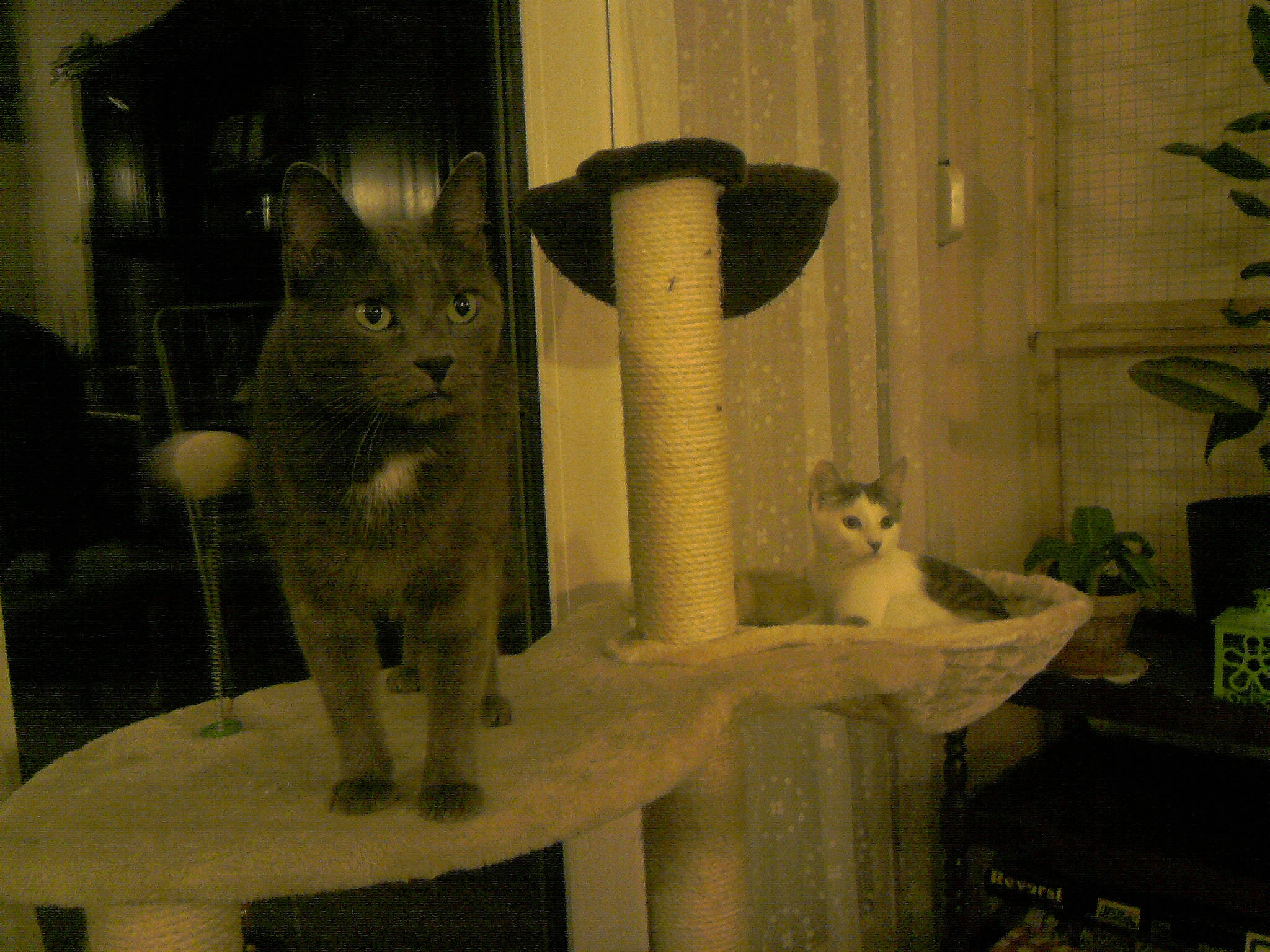 Grisou a rejoint le concours — aidez-le/la à gagner de superbes lots ! art, carnivore, cat, cat_supply, display_case, domestic_short_haired_cat, fawn, felidae, fur, grey, interior_design, monochrome_photography, pet_supply, plant, room, small_to_medium_sized_cats, tail, whiskers, window, wood