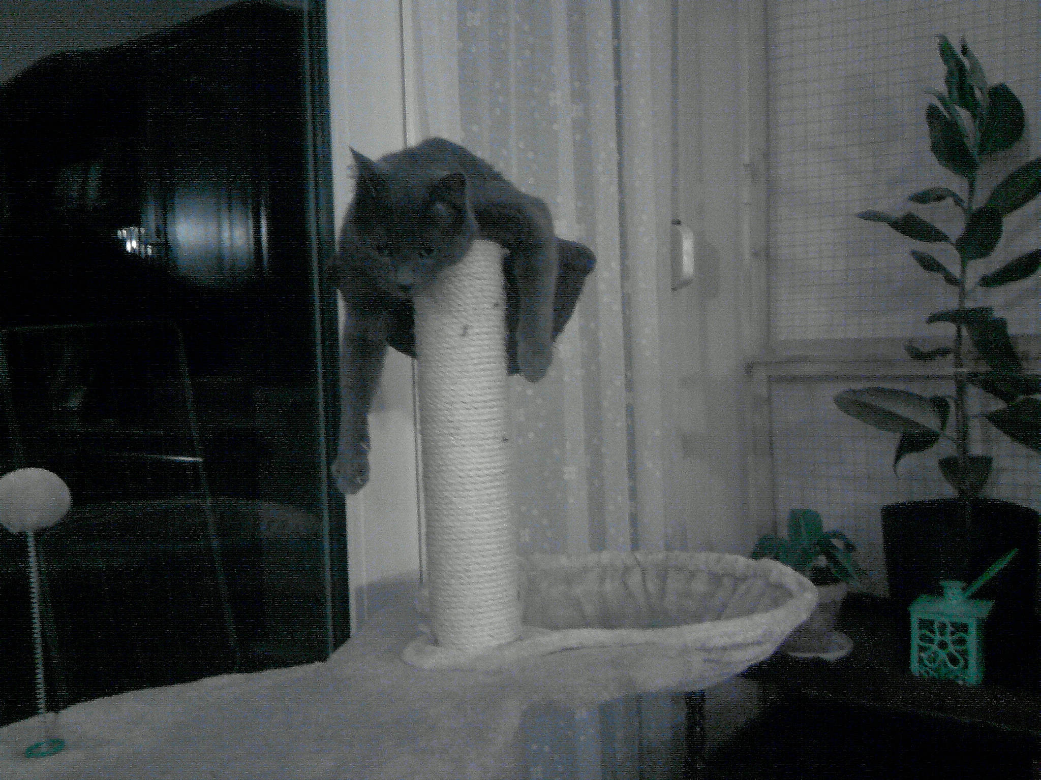 Grisou participe au concours pour gagner de l'argent avec cette photo : black, black_and_white, cat_supply, felidae, fur, grey, houseplant, monochrome, monochrome_photography, pet_supply, plant, plumbing, plumbing_fixture, room, small_to_medium_sized_cats, style, tail, water, white, window