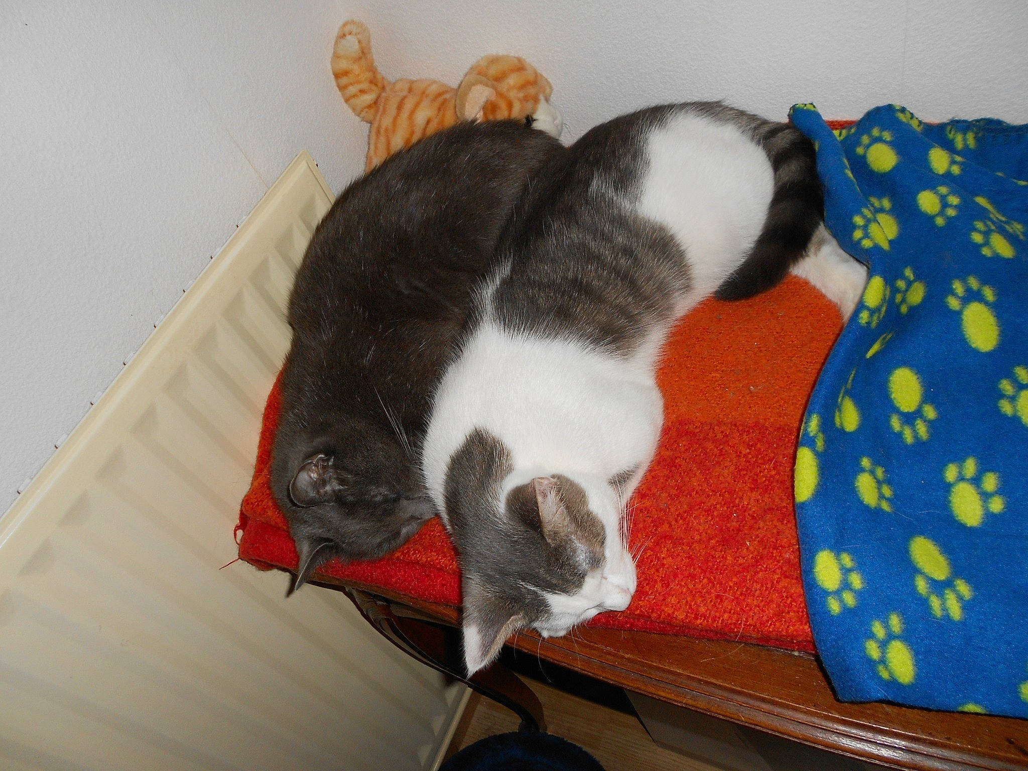 Grisou a rejoint le concours — aidez-le/la à gagner de superbes lots ! carnivore, cat, cat_supply, claw, comfort, companion_dog, dog_breed, domestic_short_haired_cat, fawn, felidae, fur, mammal, paw, pet_supply, small_to_medium_sized_cats, snout, stuffed_toy, tail, vertebrate, whiskers