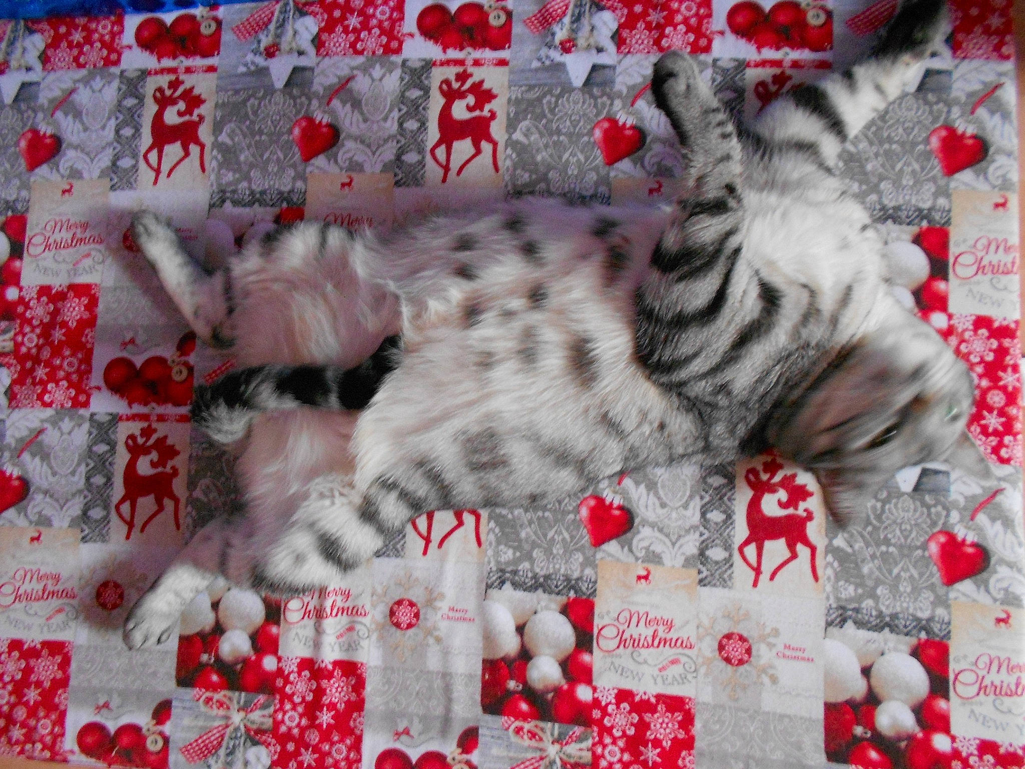 Loulou a rejoint le concours — aidez-le/la à gagner de superbes lots ! art, carmine, carnivore, cat, craft, creative_arts, felidae, font, fur, linens, pattern, red, small_to_medium_sized_cats, tail, terrestrial_animal, textile, whiskers, white, window