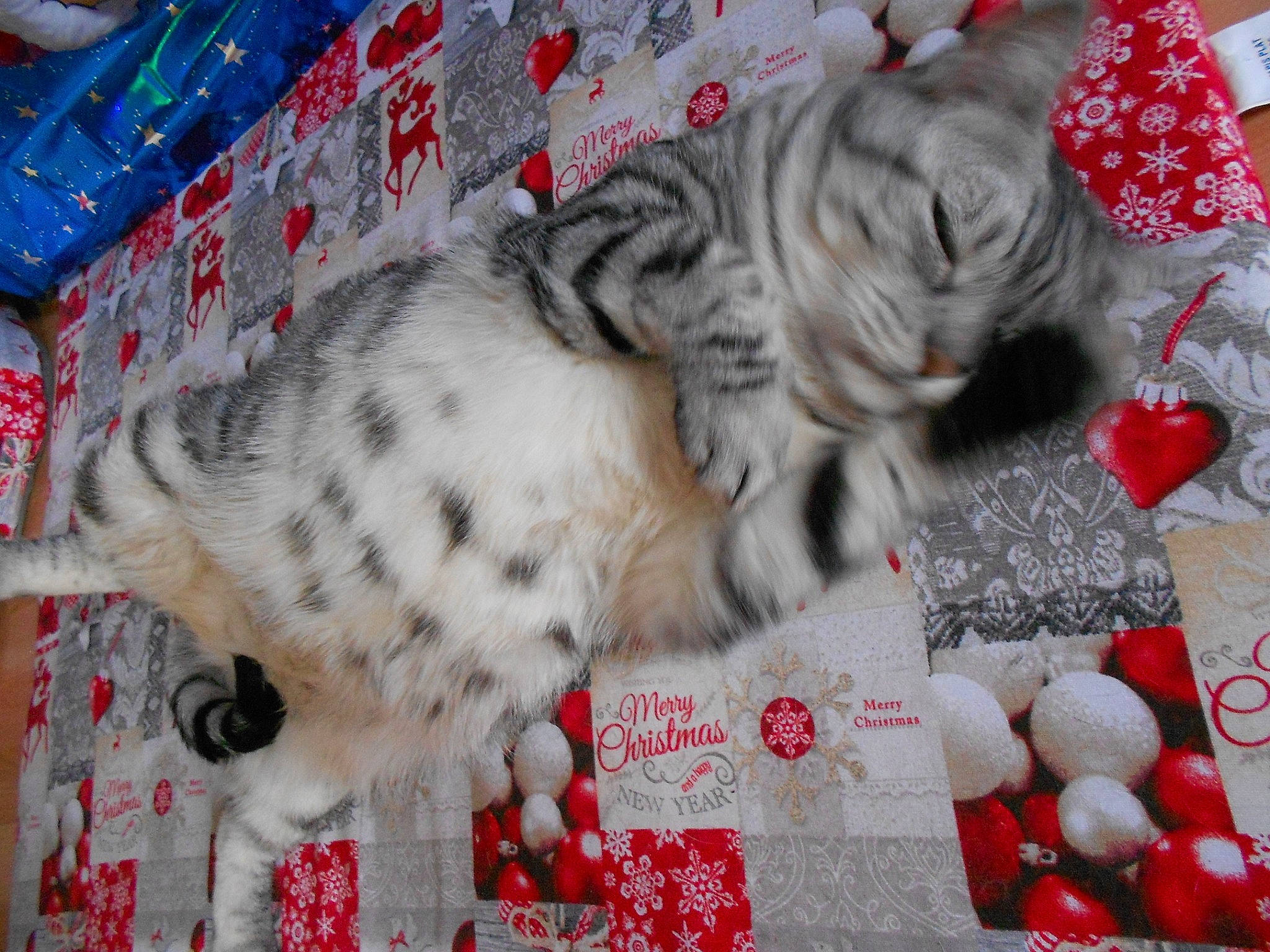 Loulou participe au concours pour gagner de l'argent avec cette photo : canidae, carmine, carnivore, cat, claw, dog_breed, domestic_short_haired_cat, event, fawn, felidae, fur, holiday, nap, pattern, paw, small_to_medium_sized_cats, snout, tail, terrestrial_animal, whiskers