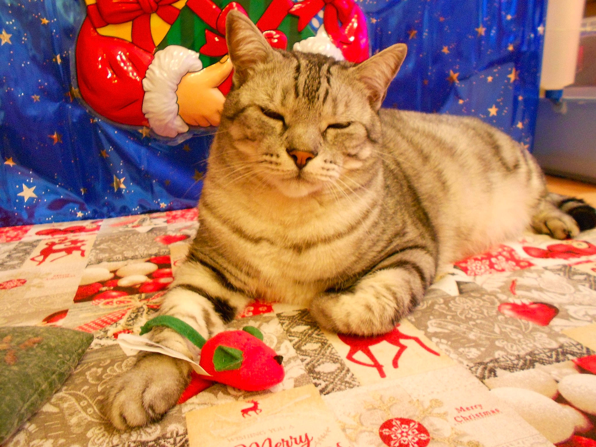 Loulou participe au concours pour gagner de l'argent avec cette photo : art, carnivore, cat, christmas, domestic_short_haired_cat, event, felidae, fur, grass, handwriting, holiday, lap, linens, pattern, paw, plant, sitting, small_to_medium_sized_cats, tree, whiskers