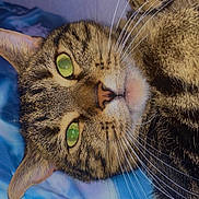 Timal a rejoint le concours — aidez-le/la à gagner de superbes lots ! animal, bed, blanket, cat, close_up, cute, ears, face, feline, fur, green_eyes, indoor, lying_down, nose, pet, portrait, relaxed, striped, tabby, whiskers