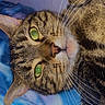 animal, bed, blanket, cat, close_up, cute, ears, face, feline, fur, green_eyes, indoor, lying_down, nose, pet, portrait, relaxed, striped, tabby, whiskers