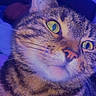 Timal a rejoint le concours — aidez-le/la à gagner de superbes lots ! animal, blue_light, cat, close_up, curious, domestic_cat, ears, face, feline, fur, green_eyes, indoor, muzzle, nose, pet, portrait, purple_light, striped, tabby, whiskers
