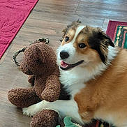 Lucky joined the competition — help win amazing prizes! dog, toy, teddy_bear, floor, carpet, smiling, pet, indoor, playful, canine, fur, cute, animal, cheerful, brown, white, green_toy, wooden_floor, relaxed, domestic