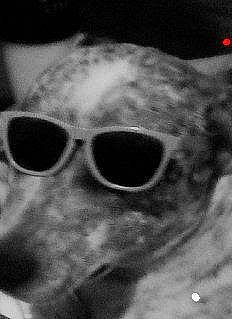 Arnold is registered to the contest to win money with this photo: bone, carnivore, dog, dog_breed, eyewear, felidae, font, fur, glasses, goggles, jaw, monochrome, monochrome_photography, pattern, personal_protective_equipment, small_to_medium_sized_cats, snout, sunglasses, vision_care, whiskers