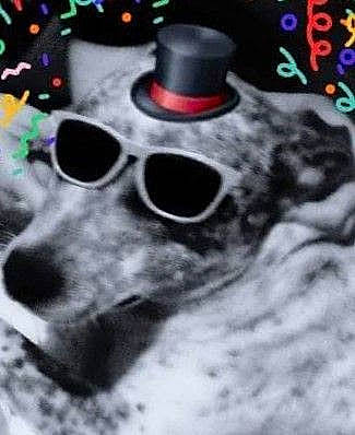 Arnold is registered to the contest to win money with this photo: bone, carnivore, circle, companion_dog, cool, dog, dog_breed, eyewear, font, fur, goggles, magenta, pattern, personal_protective_equipment, photo_caption, skull, snout, sunglasses, vision_care, whiskers