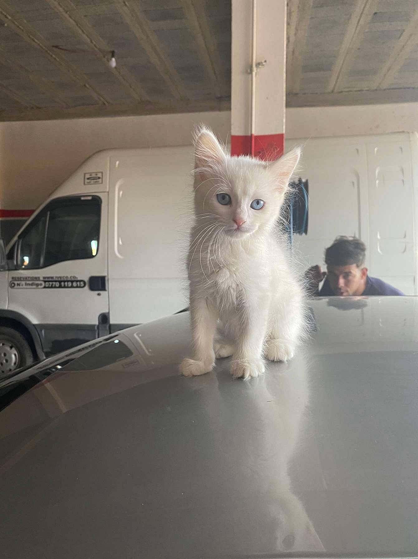 Picsou participe au concours pour gagner de l'argent avec cette photo : automotive_tire, carnivore, cat, commercial_vehicle, domestic_short_haired_cat, felidae, fender, flooring, fur, glass, hood, paw, small_to_medium_sized_cats, tail, tire, truck, vehicle, wheel, whiskers, windshield