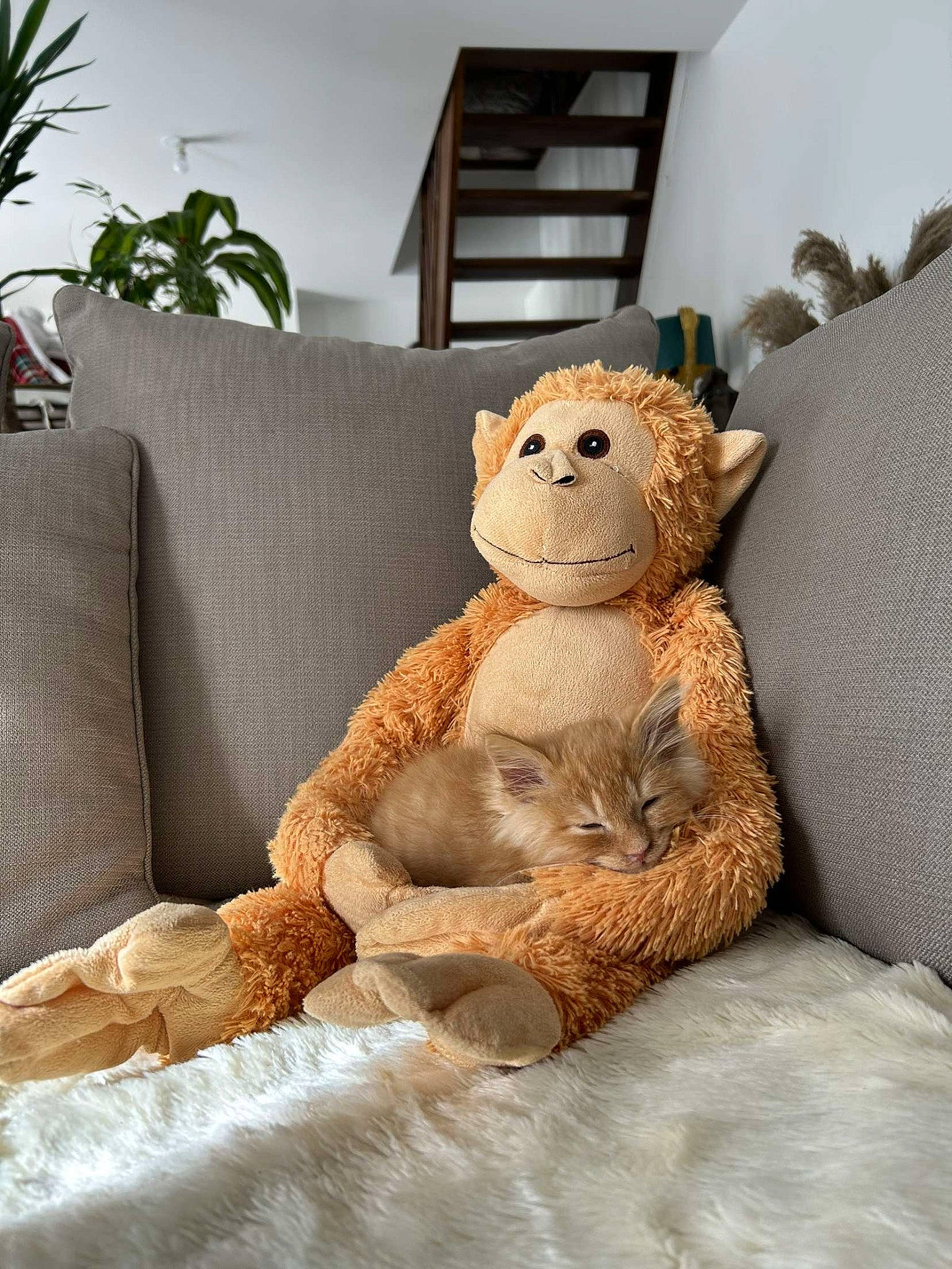 Iron a rejoint le concours — aidez-le/la à gagner de superbes lots ! art, bedding, carnivore, comfort, couch, fawn, fur, houseplant, linens, plant, plush, room, sitting, snout, stuffed_toy, teddy_bear, terrestrial_animal, toy, whiskers, wood