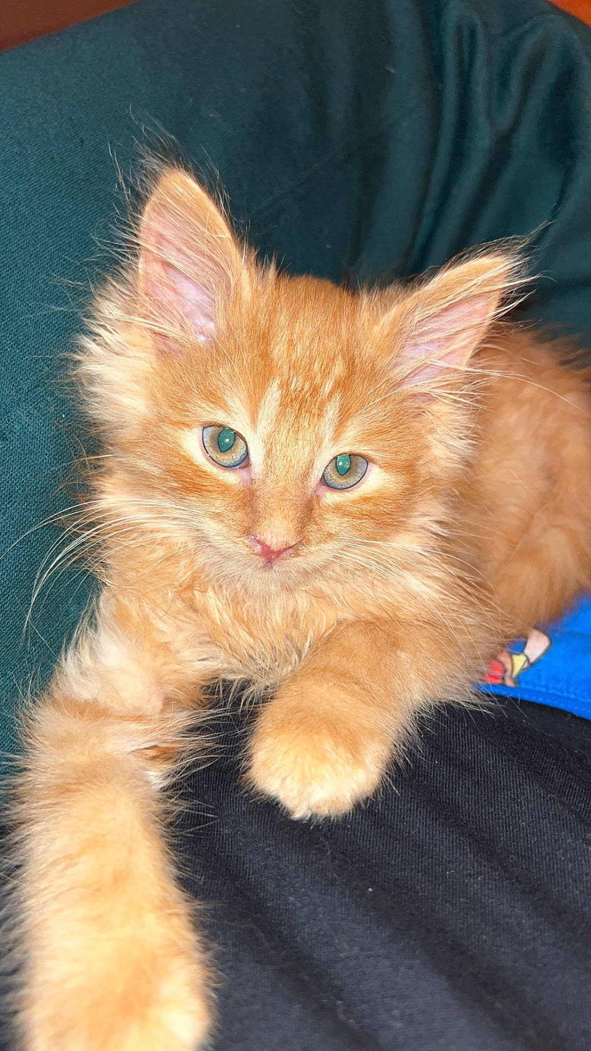 Iron a rejoint le concours — aidez-le/la à gagner de superbes lots ! box, carnivore, cat, claw, domestic_short_haired_cat, electric_blue, fawn, felidae, fur, paw, small_to_medium_sized_cats, snout, tail, whiskers