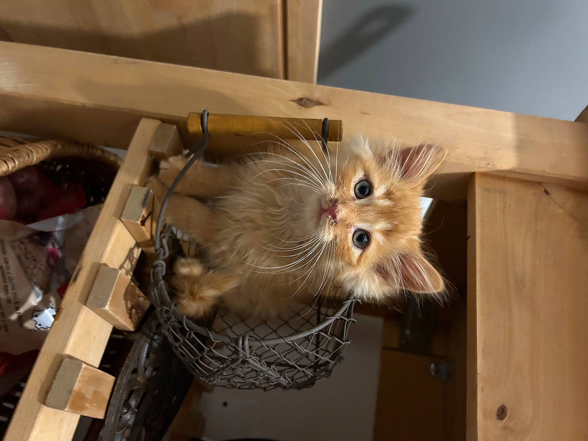 Iron participe au concours pour gagner de l'argent avec cette photo : box, carnivore, fawn, felidae, fur, hardwood, insect, plywood, room, shipping_box, small_to_medium_sized_cats, whiskers, wood, wood_stain