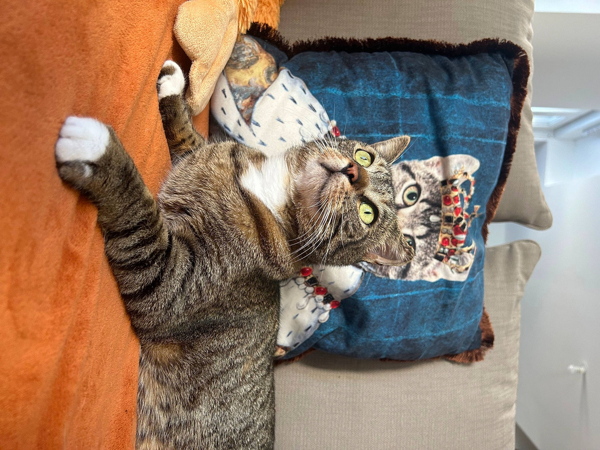 Rio a rejoint le concours — aidez-le/la à gagner de superbes lots ! carnivore, cat, chair, comfort, domestic_short_haired_cat, felidae, fur, grey, linens, pattern, pillow, small_to_medium_sized_cats, stuffed_toy, tail, textile, thread, toy, whiskers, wool, woolen