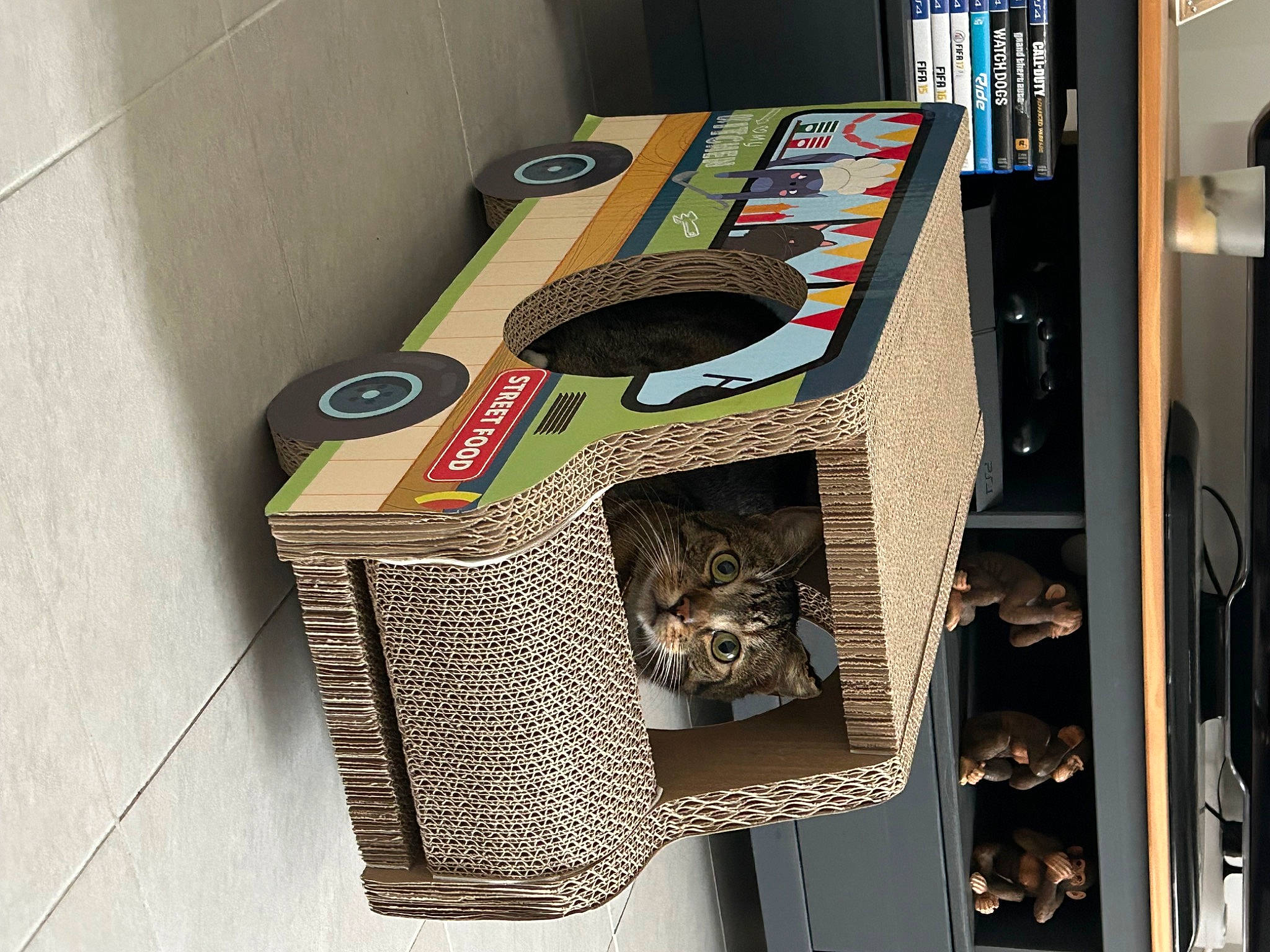 Rio participe au concours pour gagner de l'argent avec cette photo : audio_equipment, basket, carnivore, cat, cat_supply, felidae, fur, home_accessories, machine, pet_supply, room, shelf, shelving, small_to_medium_sized_cats, whiskers