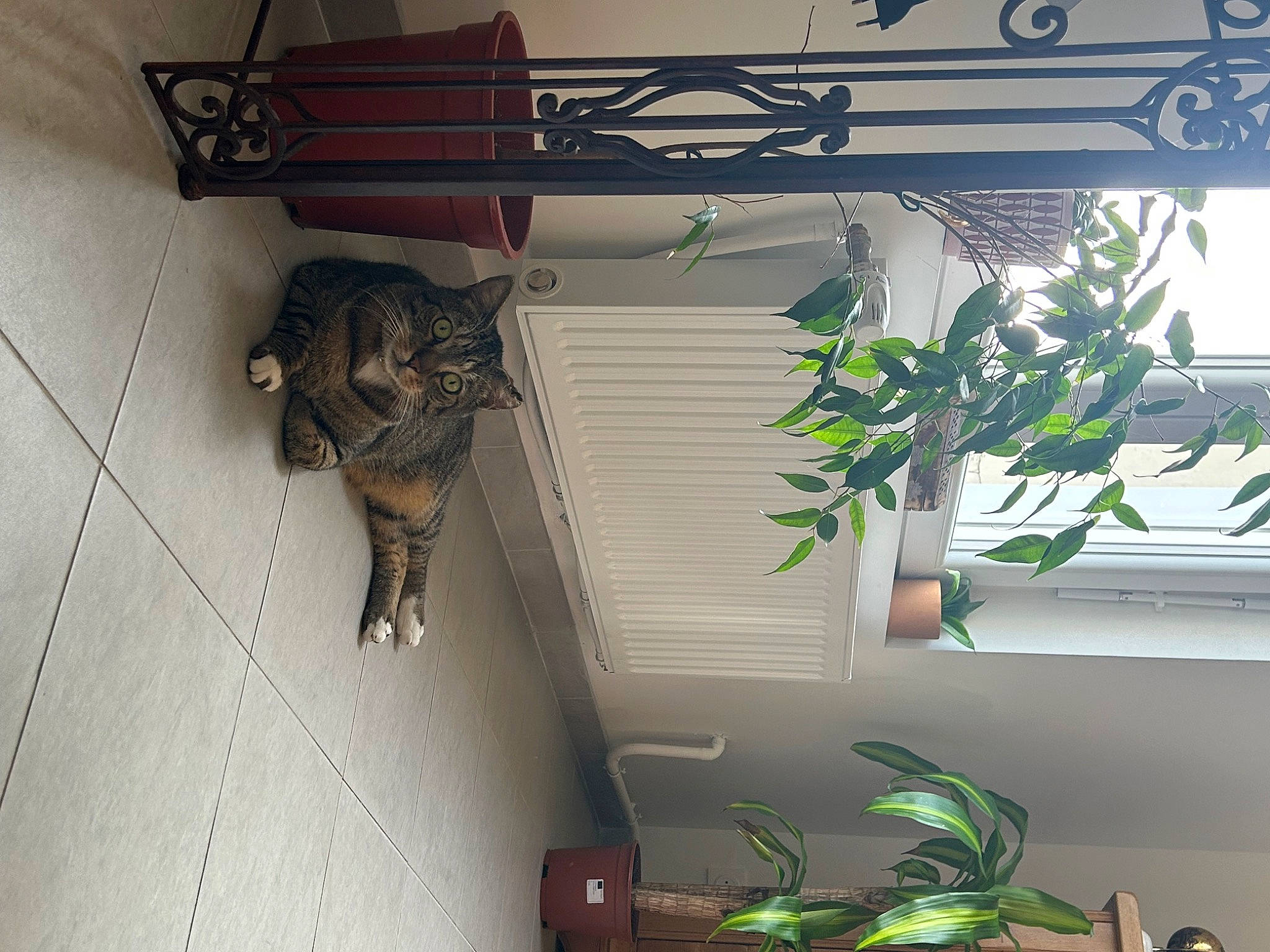 Rio participe au concours pour gagner de l'argent avec cette photo : carnivore, cat, ceiling, domestic_short_haired_cat, electrical_wiring, felidae, flooring, fur, hardwood, herb, houseplant, interior_design, metal, plant, room, small_to_medium_sized_cats, tail, twig, window, wood