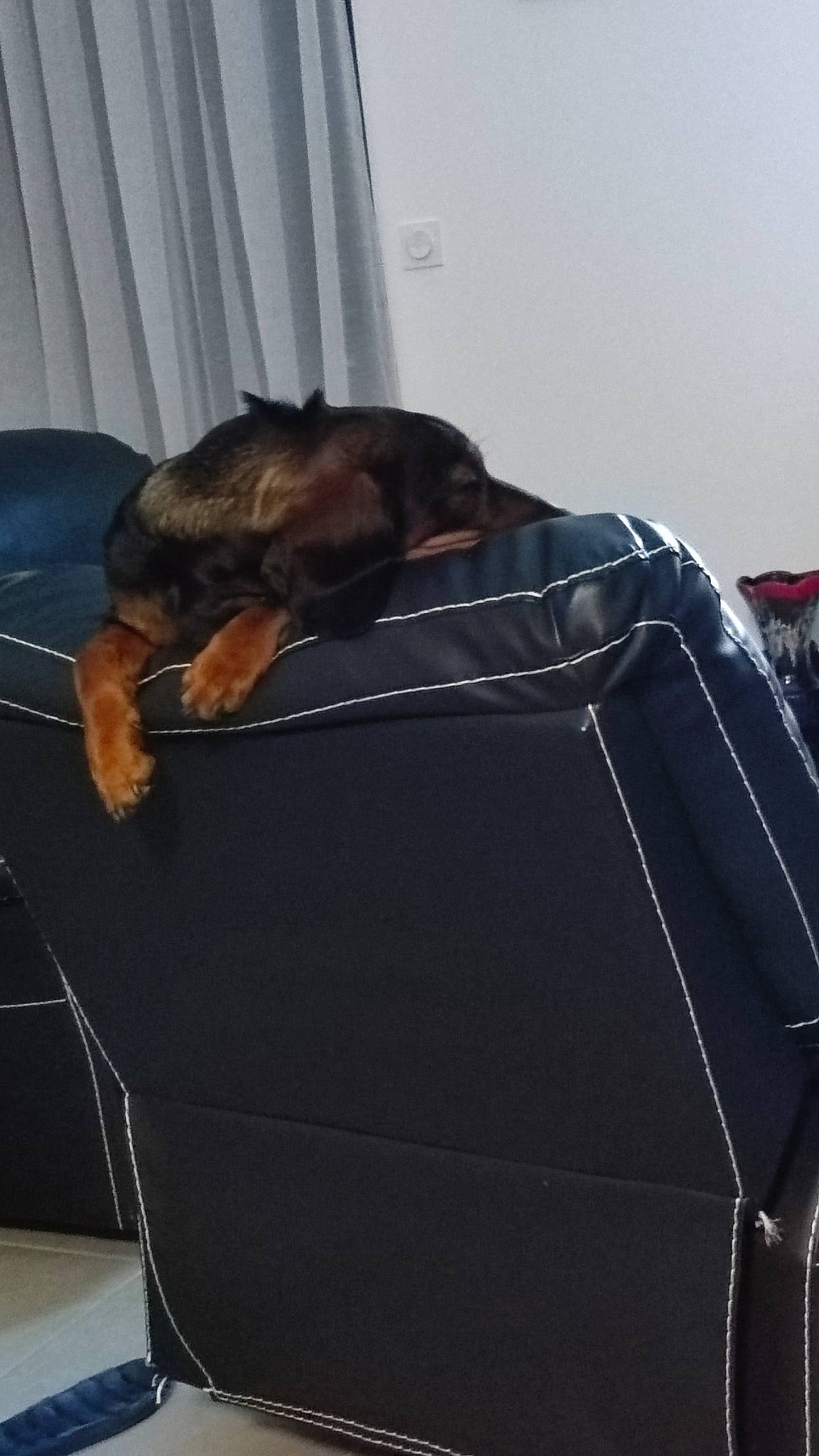 Toupie participe au concours pour gagner de l'argent avec cette photo : bag, baggage, canidae, carnivore, comfort, companion_dog, dog, dog_breed, felidae, fur, guard_dog, linens, montenegrin_mountain_hound, nap, pet_supply, pinscher, small_to_medium_sized_cats, sporting_group, tail, working_dog