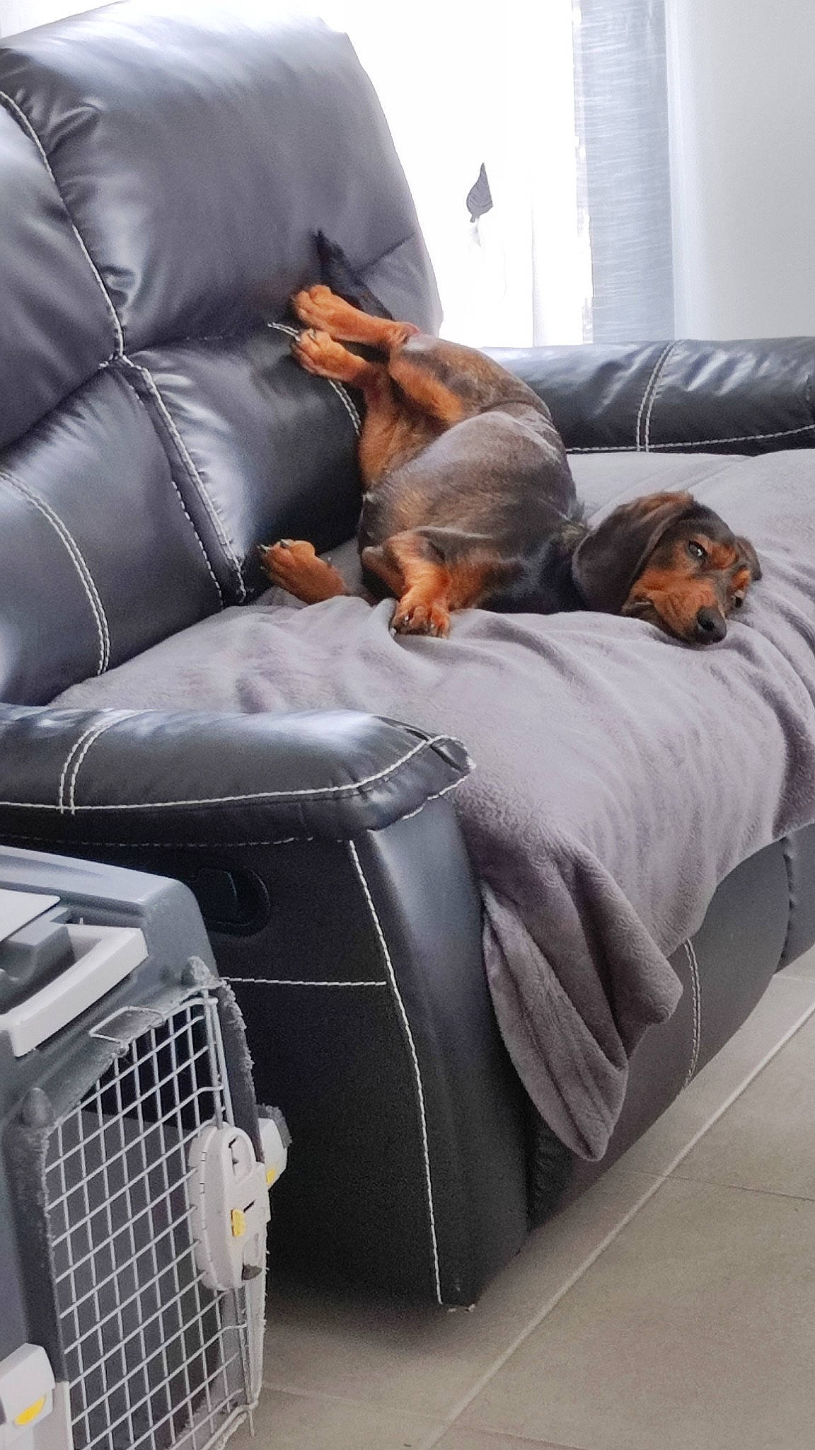 Toupie a rejoint le concours — aidez-le/la à gagner de superbes lots ! armrest, automotive_design, carnivore, comfort, companion_dog, couch, dog, dog_breed, felidae, gas, grey, grille, home_appliance, hood, linens, living_room, motor_vehicle, room, sporting_group, studio_couch