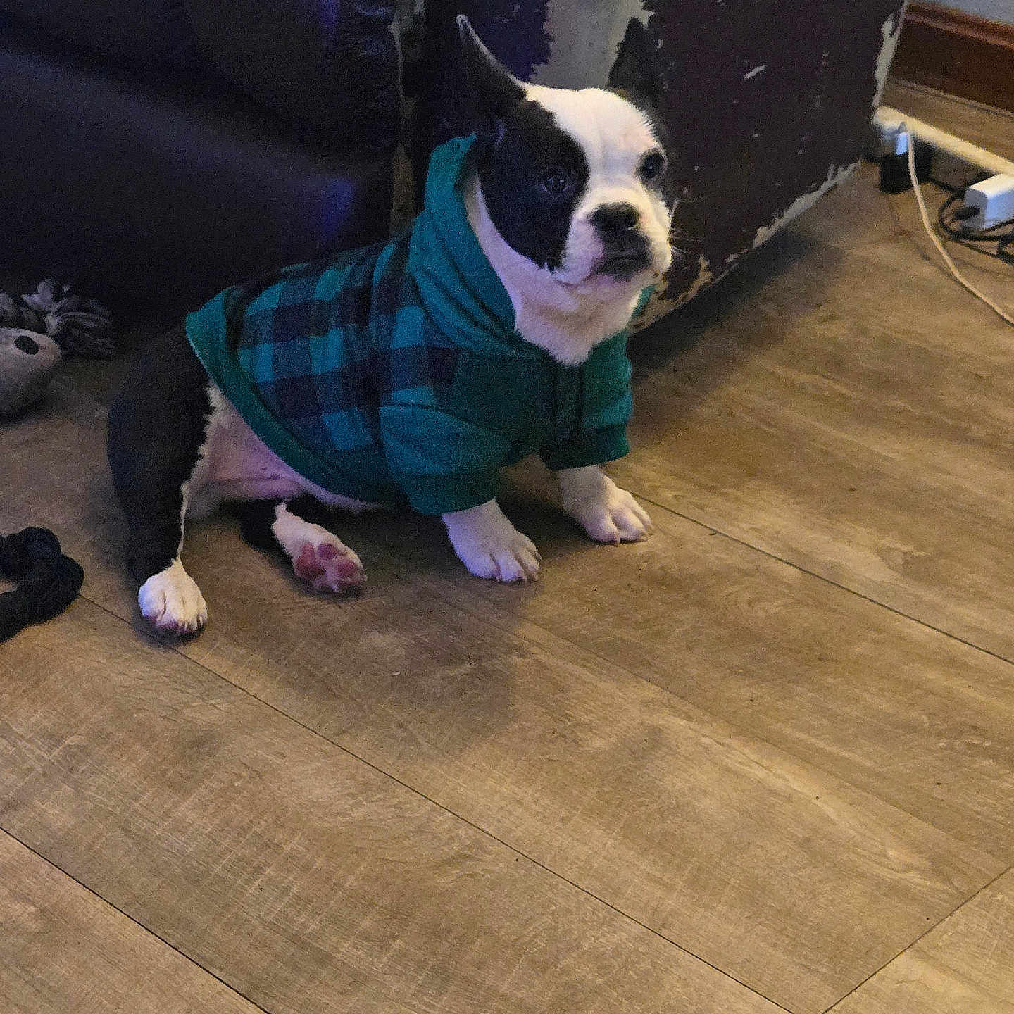 Fatso is registered to the contest to win money with this photo: accessories, animal, bostonbull, boxer, bulldog, canine, couch, dog, formalwear, frenchbulldog, furniture, hardwood, indoors, interiordesign, leash, pet, pitbull, puppy, strap, wood