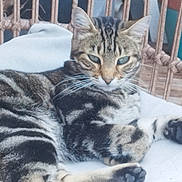 Lila participe au concours pour gagner de l'argent avec cette photo : cat, tabby_cat, pet, animal, feline, resting, cushion, striped_fur, whiskers, ears, paw, indoor, furniture, woven_chair, home, relaxed, closeup, portrait, greenery, comfortable