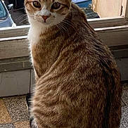 Aaron participe au concours pour gagner de l'argent avec cette photo : animal, bars, brown, cat, curious, daylight, domestic_cat, ears, fur, indoor, looking_back, pet, seated, striped, tabby, tail, tiled_floor, whiskers, white, window
