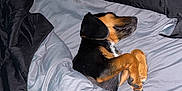 Lady joined the competition — help win amazing prizes! dog, bed, blanket, sleeping, cozy, indoor, paw, black_bedding, gray_bedding, fur, resting, cute, pet, canine, animal, comfort, peaceful, lying_down, domestic_animal, relaxation