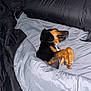 dog, bed, blanket, sleeping, cozy, indoor, paw, black_bedding, gray_bedding, fur, resting, cute, pet, canine, animal, comfort, peaceful, lying_down, domestic_animal, relaxation