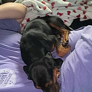Lady is registered to the contest to win money with this photo: dog, sleeping, blanket, purple_shirt, cozy, indoor, pet, resting, black_dog, brown_dog, couch, heart_pattern, closeup, relaxing, companion, fur, paw, nap, soft, human