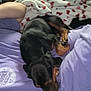 dog, sleeping, blanket, purple_shirt, cozy, indoor, pet, resting, black_dog, brown_dog, couch, heart_pattern, closeup, relaxing, companion, fur, paw, nap, soft, human