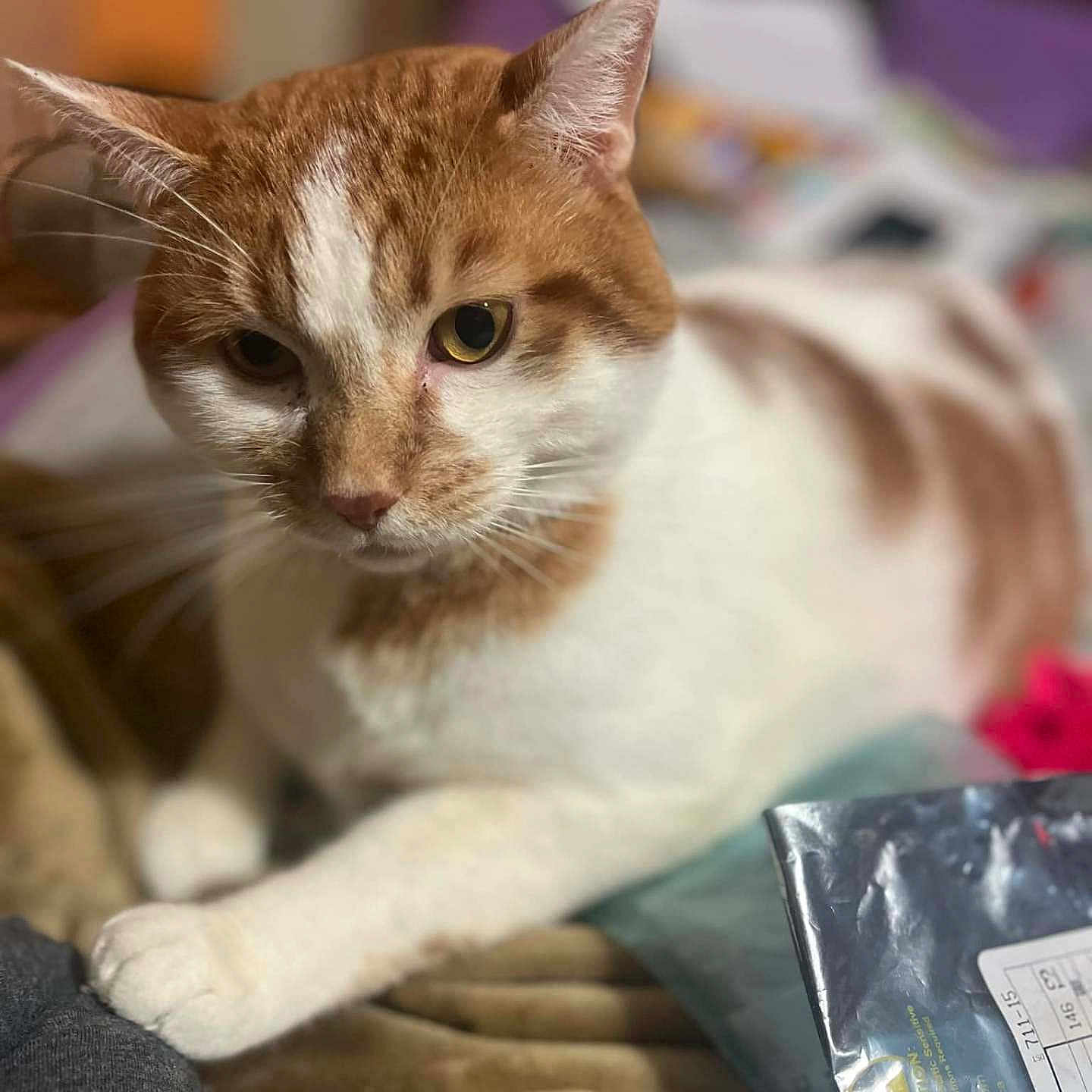 Santiago Duff is registered to the contest to win money with this photo: abyssinian, angora, animal, bag, blanket, businesscard, cat, creditcard, cushion, document, homedecor, kitten, manx, paper, pet, receipt, siamese, snout, text