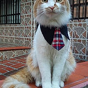 Zeus joined the competition — help win amazing prizes! cat, orange_and_white, tie, collar, pet, animal, sitting, outdoor, step, tile, stone_wall, window, bars, fur, whiskers, tail, domestic_cat, portrait, cute, feline