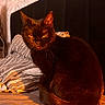 Citrouille participe au concours pour gagner de l'argent avec cette photo : black_cat, cat, bed, bedding, striped_pillow, headboard, wallpaper, leaf_pattern, indoor, pet, animal, feline, fur, whiskers, ears, orange_light, shadow, relaxing, sitting, cozy