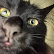 Alexa is registered to the contest to win money with this photo: animal, black_cat, blur, cat, close_up, curious, eyes, face, feline, fur, indoor, lamp, muzzle, nose, pet, portrait, wall, whiskers, yellow_eyes