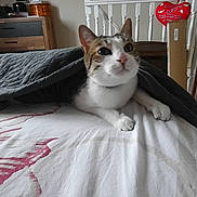 Hatchi participe au concours pour gagner de l'argent avec cette photo : animal, bed, blanket, cat, cozy, curious, dog, domestic_animal, floor, furniture, gray_blanket, home, indoor, patterned_sheet, pet, resting, room, staircase, white_dog, wooden_floor