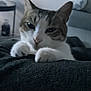 cat, pet, close_up, paws, blanket, indoor, feline, resting, sleepy, cozy, soft, domestic, animal, fur, whiskers, cute, home, comfort, relaxed, portrait