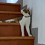 Hatchi participe au concours pour gagner de l'argent avec cette photo : cat, stairs, indoor, tile, curious, pet, animal, feline, resting, looking_up, white_wall, brown_tiles, collar, paw, stretching, house, domestic, quiet, relaxed, side_view