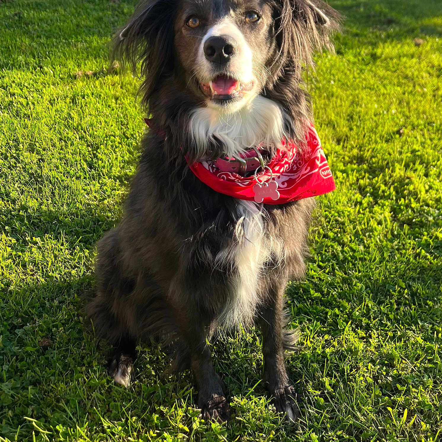 Nala participe au concours pour gagner de l'argent avec cette photo : accessories, animal, backyard, canine, cockerspaniel, dog, field, grass, grassland, headband, lawn, nature, outdoors, park, pet, plant, puppy, strap, vegetation, yard