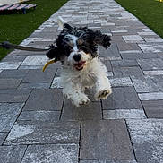 Stella joined the competition — help win amazing prizes! dog, puppy, leaping, running, outdoor, pathway, paved, happy, playful, fur, black_and_white, ears, grass, fence, yard, pet, animal, excited, motion, joyful