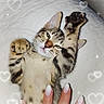 Locki a rejoint le concours — aidez-le/la à gagner de superbes lots ! adorable, animal, bed, cat, claw, cute, feline, fur, hand, indoor, kitten, nail_polish, paw, pet, relaxed, sleepy, stretching, tabby, whiskers, white_quilt