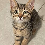 Locki participe au concours pour gagner de l'argent avec cette photo : adorable, animal, cat, curious, cute, ears, eyes, feline, floor, fur, indoor, kitten, looking_up, pet, sitting, small, striped, tabby, whiskers, young