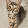 adorable, animal, cat, curious, cute, ears, eyes, feline, floor, fur, indoor, kitten, looking_up, pet, sitting, small, striped, tabby, whiskers, young