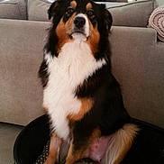 Noichka participe au concours pour gagner de l'argent avec cette photo : australian_shepherd, bernese_mountain_dog, canidae, carnivore, companion_dog, dog, dog_breed, mammal, puppy, vertebrate, working_dog