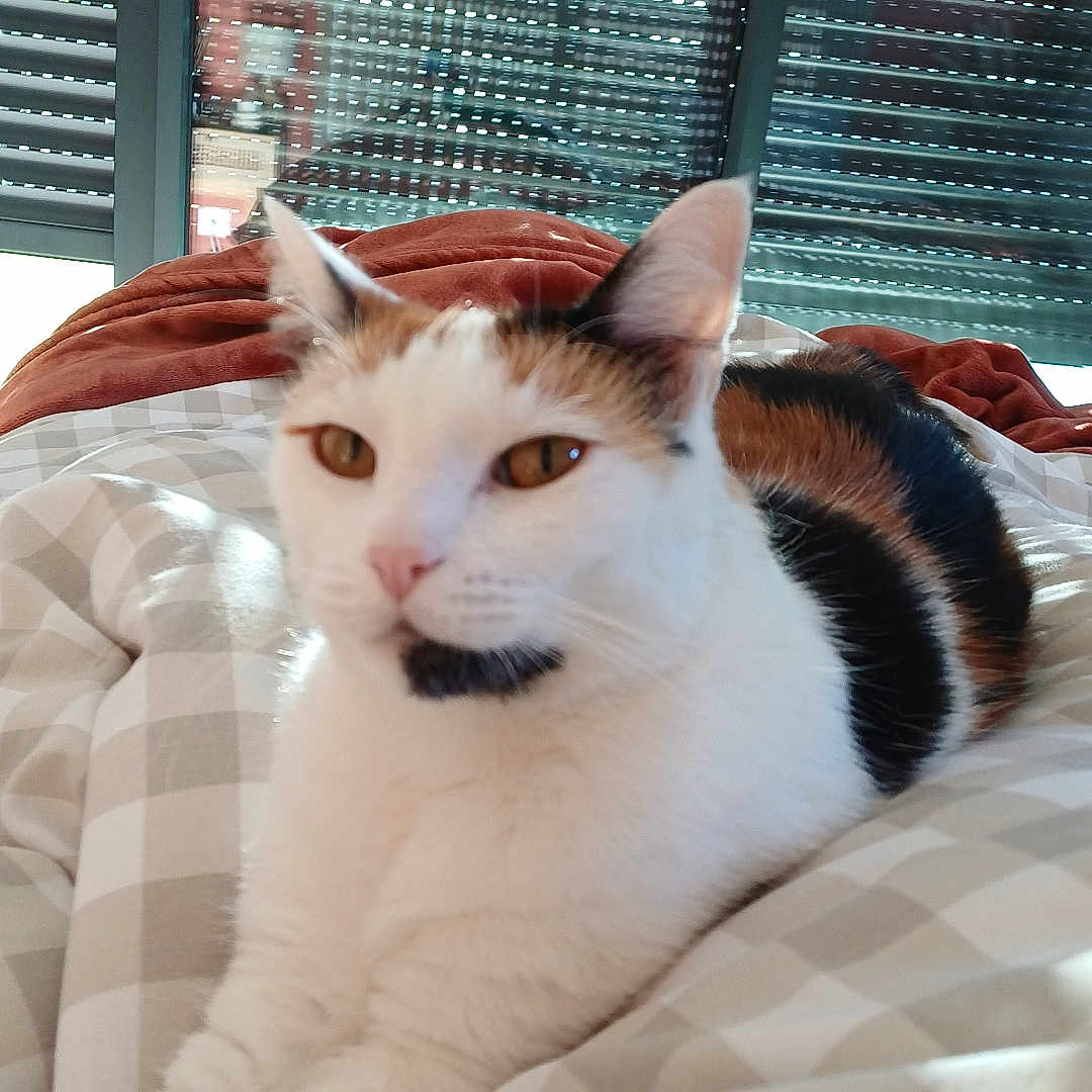 Mimie