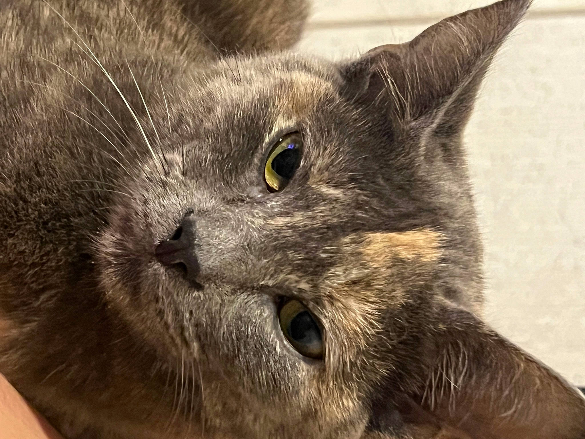 Libby joined the competition — help win amazing prizes! carnivore, cat, close_up, domestic_short_haired_cat, ear, eye, felidae, fur, grey, small_to_medium_sized_cats, snout, terrestrial_animal, whiskers, wildlife