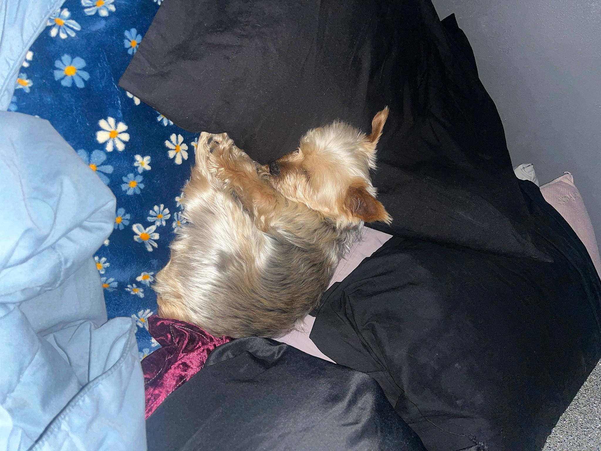 Fin joined the competition — help win amazing prizes! baggage, canidae, carnivore, clock, comfort, companion_dog, dog, dog_breed, dog_clothes, electric_blue, fawn, felidae, fur, linens, nap, puppy, small_to_medium_sized_cats, sporting_group, toy_dog, whiskers