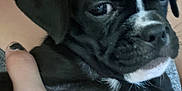Finn joined the competition — help win amazing prizes! puppy, dog, black_dog, close_up, pet, animal, face, white_marking, fur, portrait, cute, young_dog, hand, human, holding, indoor, skin, nail_polish, expression, companion