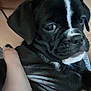 puppy, dog, black_dog, close_up, pet, animal, face, white_marking, fur, portrait, cute, young_dog, hand, human, holding, indoor, skin, nail_polish, expression, companion