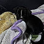 puppy, dog, black_dog, blanket, soft_texture, indoor, pet, cozy, curious, fur, tail, resting, animal, young_dog, domestic_animal, cute, sleepy, comfort, purple_trim, dark_background