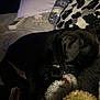 puppy, dog, sleeping, black, blanket, bed, indoor, cozy, soft, pillow, pattern, rest, cute, young, animal, fur, relax, quiet, nap, domestic