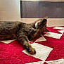 Julie is registered to the contest to win money with this photo: cat, tabby, paw, quilt, red, white, sleeping, resting, indoor, feline, fur, whiskers, cozy, pet, comfort, nap, striped, bed, blanket, relaxed