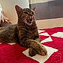 Julie joined the competition — help win amazing prizes! cat, tabby, pet, animal, indoor, quilt, red, white, bed, paws, crossed_paws, fur, whiskers, expression, mouth_open, cozy, relaxed, feline, resting, domestic_cat